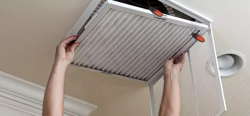 Our Insect Removal from Air Ducts Services in Lynnwood, WA